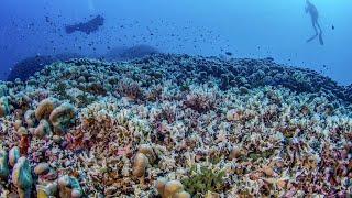 Researchers discover the world’s largest coral colony off the coast of the Solomon Islands