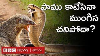 Snake Vs Mongoose : పాము, ముంగిసల శత్రుత్వం నిజమేనా? పాము కాటేసినా ముంగిస చనిపోదా? - Explained