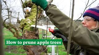 How to prune apple trees | The RHS