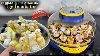 Amazing Full Automatic Digital Egg Incubator - Hatched Chicks