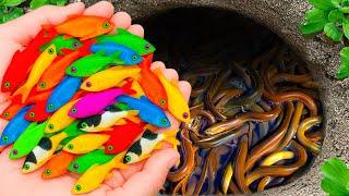 The Incredible Catch Colorful Aquarium Fish In Small Pond, Clown Fish, Guppy, Banana Fish, Koi, Eel