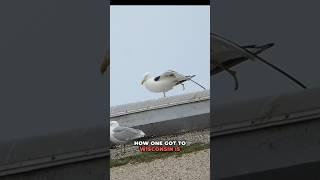 CRAZY RARE Bird Found in Milwaukee, WI!