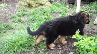 ОЧЕНЬ ЗЛОЙ ЩЕНОК Немецкой овчарки 2 мес.Child guard. German Shepherd.Odessа.