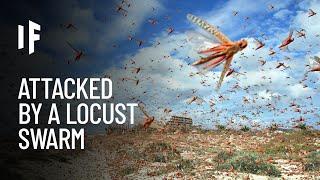 What If a Massive Locust Swarm Attacked Your City?