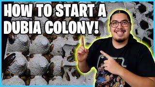 How to Set Up a Dubia roach colony