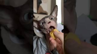 Moo Deng eats an egg  #sphynx #sphynxcat cat #cats #hairlesscat #asmr #moodeng