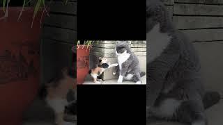 You Deserve To Be Slapped  Blue & White Cat's Savage Revenge!