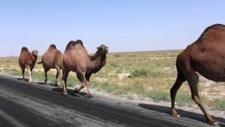 Kazakhstan, the country of the great steppe