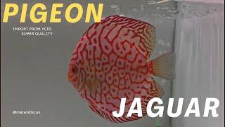 Ikan Discus Pigeon Jaguar SQ (Import by YCID) Size 5”