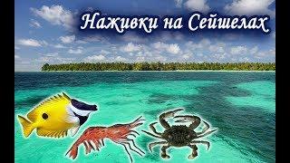 Ловим наживки на Сейшелах. Русская Рыбалка 3.99.