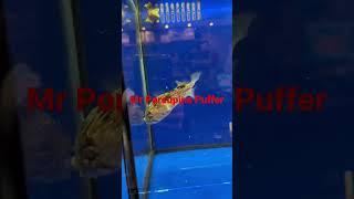 Mr Porcupine Puffer loves his own reflection