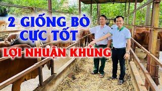 Nuôi bò vỗ béo siêu lợi nhuận | Kỹ thuật nuôi bò sinh sản