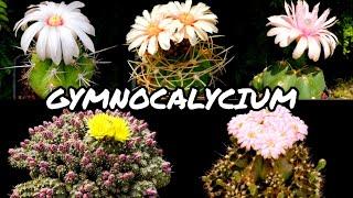 30 ESPÉCIES DE CACTOS DO GÊNERO GYMNOCALYCIUM PARA IDENTIFICAÇÃO | CACTUS TV