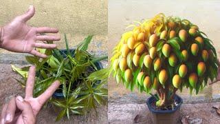 Tips for planting mango branches#