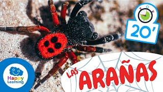 LAS ARAÑAS️ | Animales para niños I Vídeos Educativos para Niños