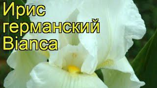 Ирис германский Бианка. Краткий обзор, описание характеристик iris germanica Bianca