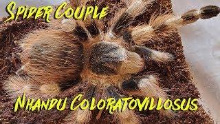 Nhandu coloratovillosus information feeding and rehousing! Beautiful Tarantula!!