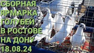 Птичий рынок в Аксае 18.08.24. Сборная ярмарка голубей. Pigeon Fair. Bird Market.