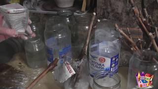 ПОСАДКА ЧЕРЕНКОВ винограда в воду  Выращивание винограда Planting  grapes