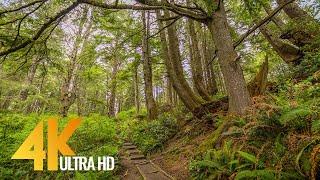 Deep in the Forest 4K 10 bit - Through the Moss Forest to the Ocean - Olympic National Park