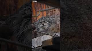 Манул Намика нахохлилась в прохладный вечерок. Ленинградский зоопарк