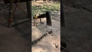 Simple DIY snake trap using Ax #creativesnaketrap #buildsnaketrap