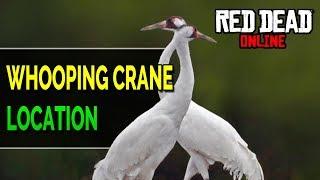 Red Dead Online: Whooping Crane Location - RDR2 Daily Challenge Whooping Cranes Plucked