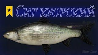 СИГ КУОРСКИЙ  - Трофей на озере Куори РР4