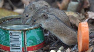 Будут ли мыши есть червячков. Вечерняя зарисовка / Will mice eat worms? Evening sketch