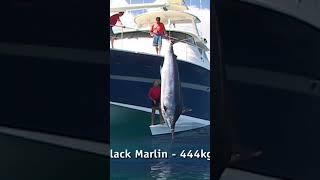 The biggest marlin ever? And what ate it?! | Link above to full episode. #NewZealandFishing #Fishing