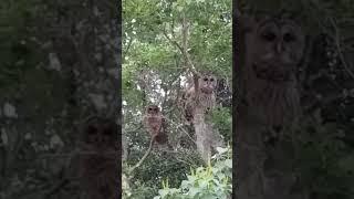 Owl Swoops and Attacks Person Behind Camera