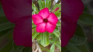 Beauty of adenium flowers || Home Gardening | #flowers #youtubeshorts #shorts #trendingshorts