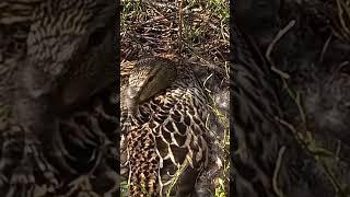 yovvoyi tabiat wildlife