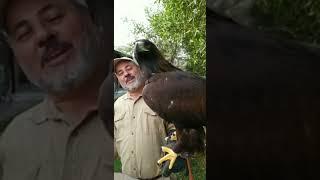 Beautiful Golden Eagle  #shorts #animals #giant #cuteanimals #birds #eagle #zoo