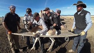 New Mexico Pronghorn Antelope Translocation