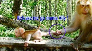 Release Me Go Mama Ally ! Stronger baby Albert Hardly Persist To Leave Mama Ally & Run Vert Fast