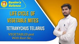 Life Cycle Of Vegetables Mites || Life Cycle of Tetranychus telarius || #seniorsscience