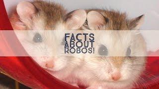 5 Facts About Roborovski Dwarf Hamsters