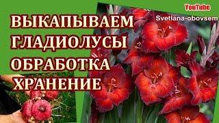 КОГДА ,КАК- ВЫКАПЫВАЕМ ГЛАДИОЛУСЫ.. ОБРАБОТКА И ХРАНЕНИЕ ЛУКОВИЦ ..ВАЖНЫЕ МОМЕНТЫ ..ЭТО НАДО ЗНАТЬ!!