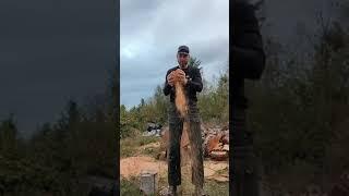 Mitch Zenobi Tree Service onThenew #short