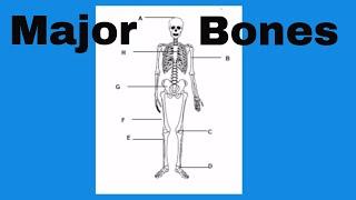 Learn the bones of the human body