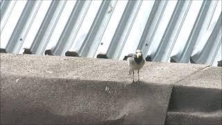 Голодные трясогузки отбирают хлеб у голубей (Hungry wagtails take bread from pigeons)