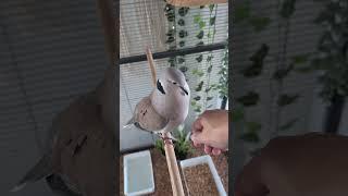 Petdove Skippy in the aviary and showing mommy he loves her! (Ellis is going to be jealous?)