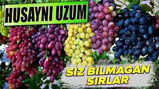 Хусайни узум хақда сиз билмаган сирлар. | Husayni haqida siz bilmagan sirlar.