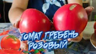 Томат - Гребень розовый