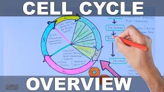 Cell Cycle | Overview