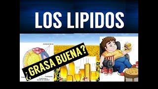 TODO SOBRE LOS LIPIDOS | FUNCIONES Y ENFERMEDADES |