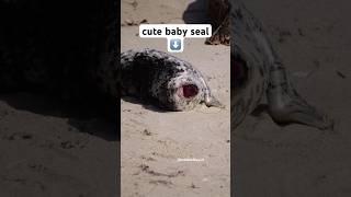 Cute baby seal #seal