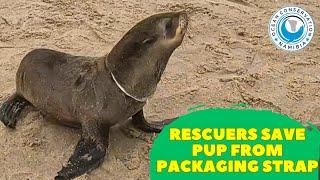 Rescuers Save Pup From Packaging Strap