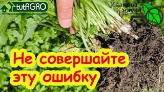 ВОТ ПОЧЕМУ ВАМ ТРУДНО ИЗБАВИТЬСЯ ОТ СОРНЯКОВ. Из-за этой ошибки полно сныти и вьюнка.